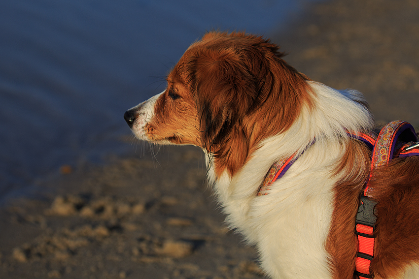 Kooikerhondje in Dänemark 2018