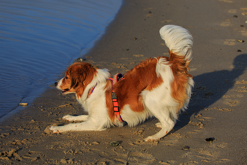 Kooikerhondje in Dänemark 2018