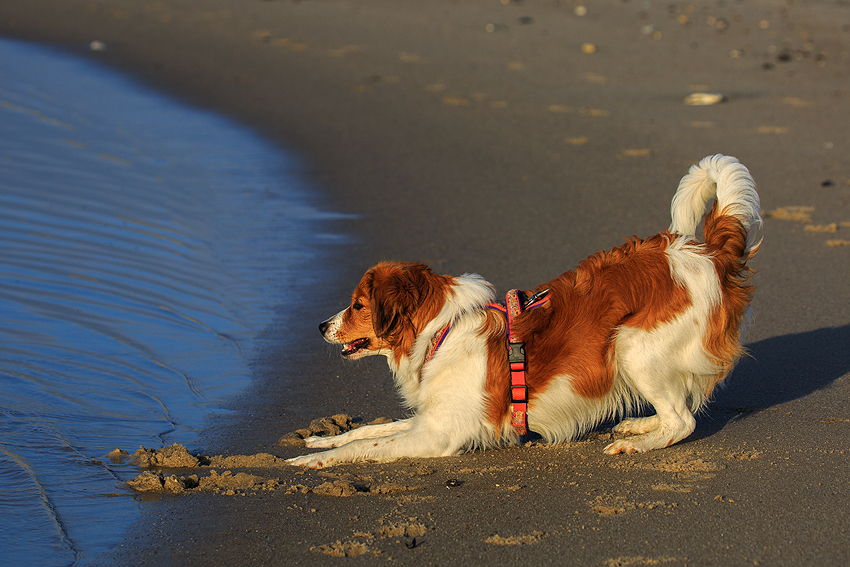 Kooikerhondje in Dänemark 2018