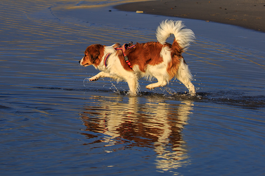 Kooikerhondje in Dänemark 2018