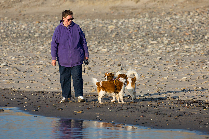 Kooikerhondje in Dänemark 2018