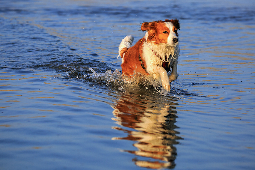 Kooikerhondje in Dänemark 2018