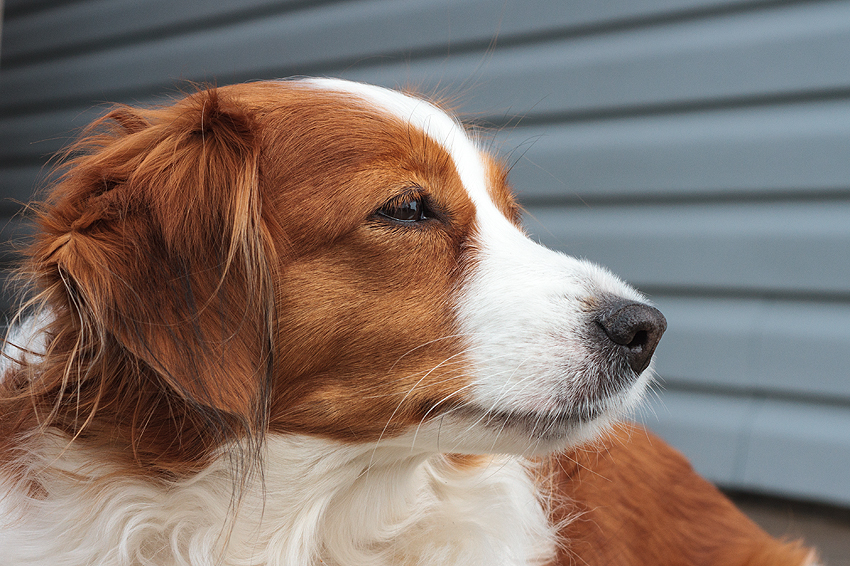 Kooikerhondje in Dänemark 2018