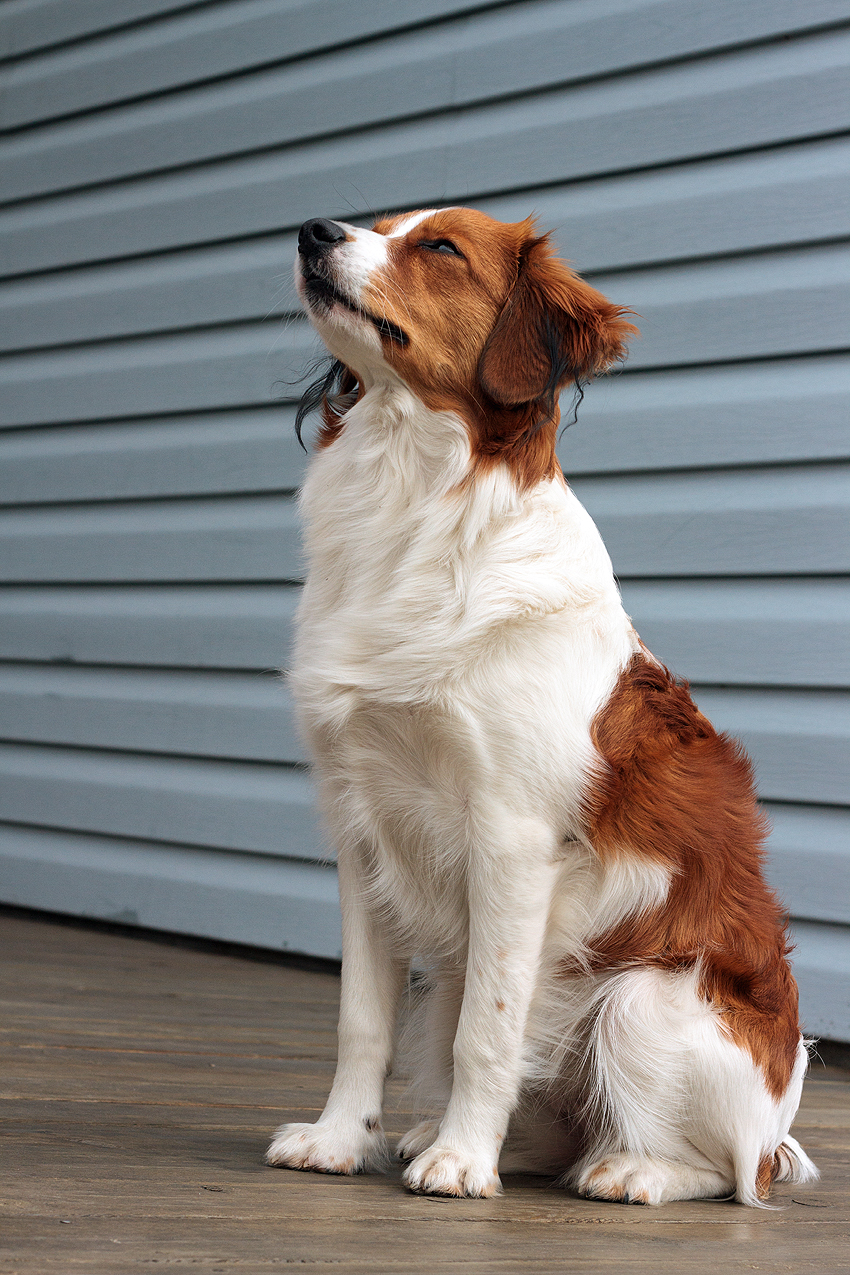 Kooikerhondje in Dänemark 2018