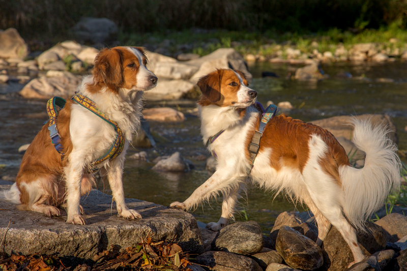 Godje und Hazel in Freiburg