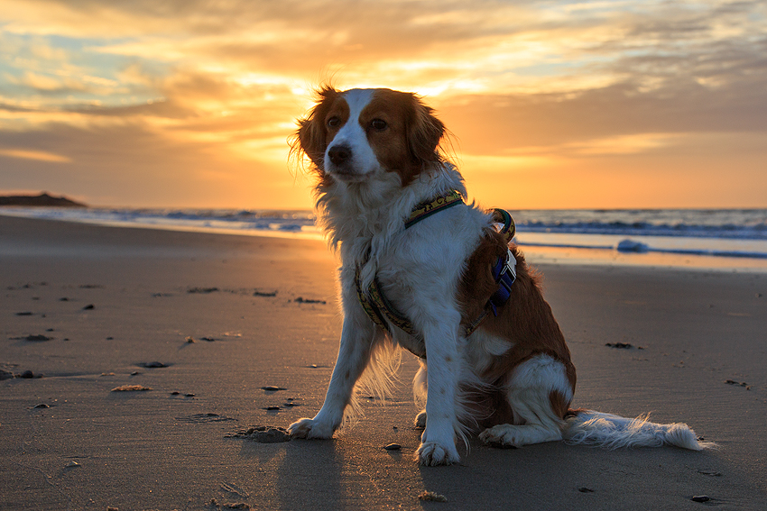 Urlaub mit Hund in Dänemark