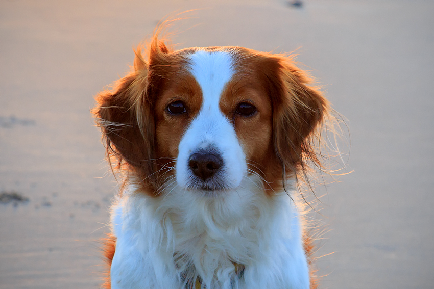 Urlaub mit Hund in Dänemark