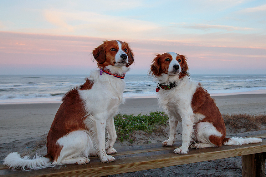 Urlaub mit Hund in Dänemark