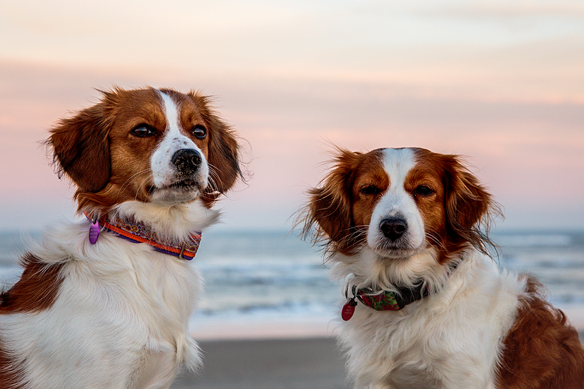 Urlaub mit Hund in Dänemark