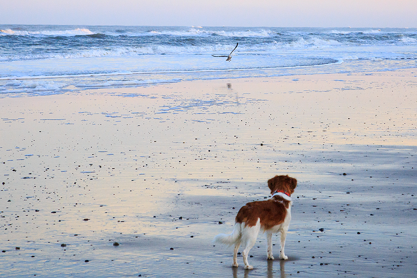 Urlaub mit Hund in Dänemark