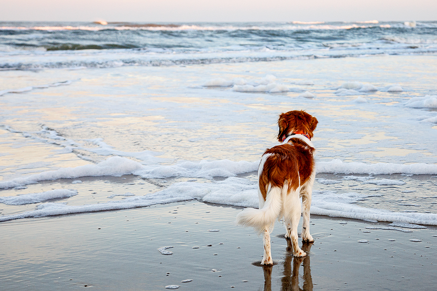 Urlaub mit Hund in Dänemark - November 2016