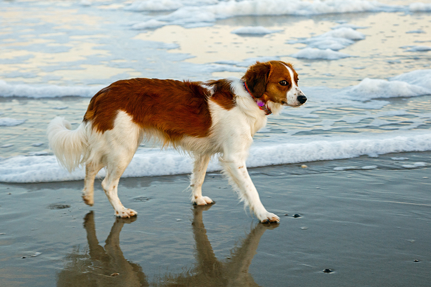 Urlaub mit Hund in Dänemark - November 2016