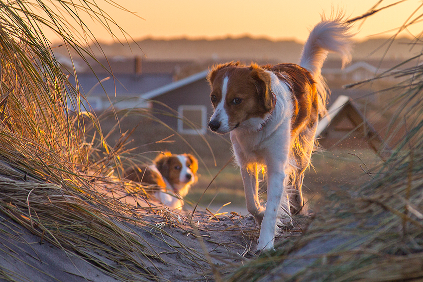 Urlaub mit Hund in Dänemark - November 2016