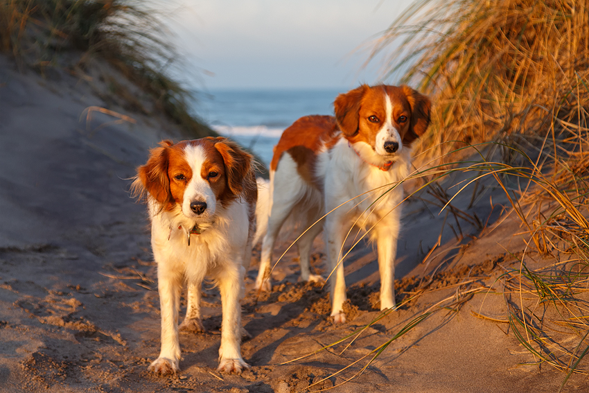 Urlaub mit Hund in Dänemark - November 2016