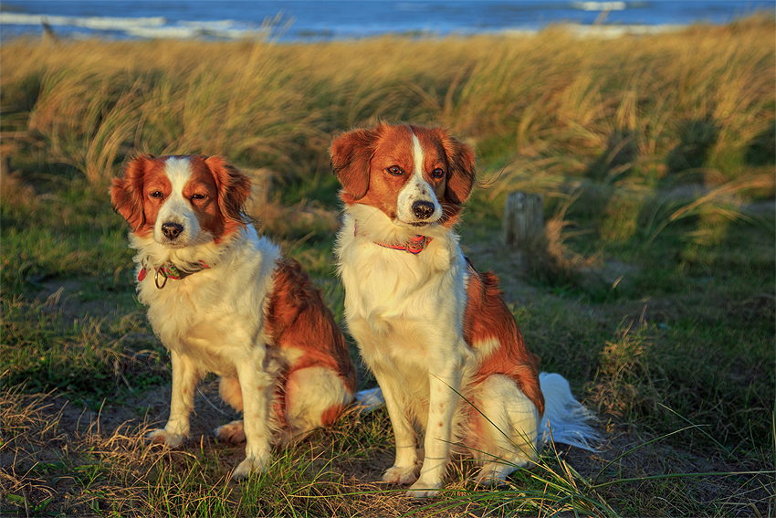 Urlaub mit Hund in Dänemark - November 2016