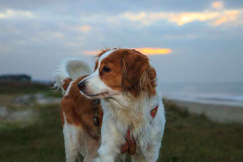 Urlaub mit Hund in Dänemark - November 2018