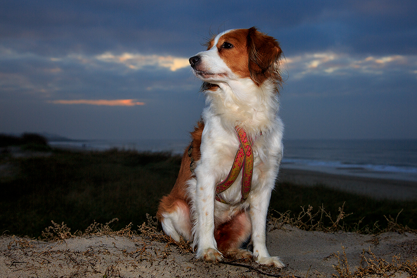 Urlaub mit Hund in Dänemark - November 2018