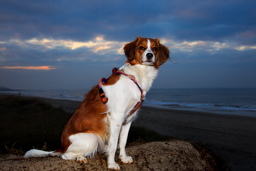 Urlaub mit Hund in Dänemark - November 2018