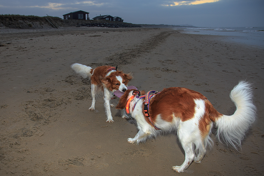 Urlaub mit Hund in Dänemark - November 2018