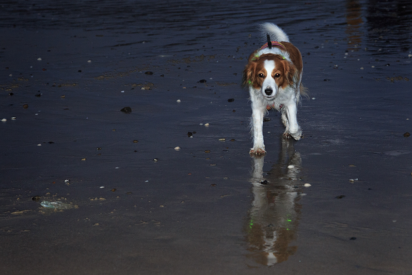 Urlaub mit Hund in Dänemark - November 2018