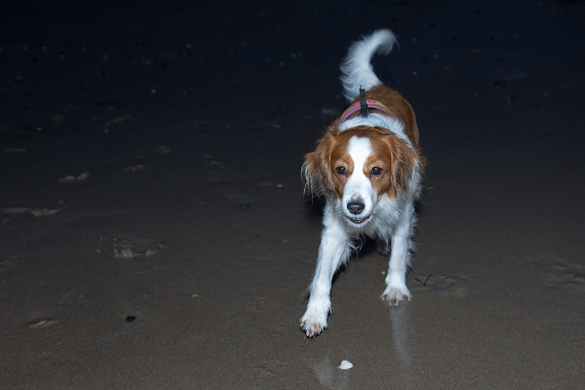 Urlaub mit Hund in Dänemark - November 2018