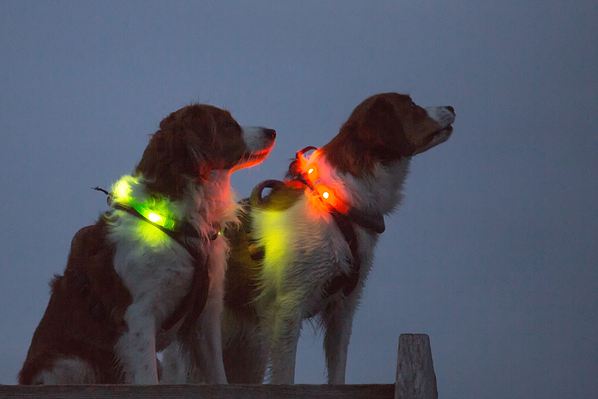 Urlaub mit Hund in Dänemark - November 2018