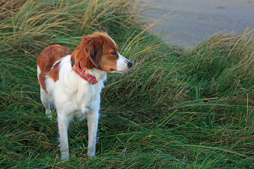 Urlaub mit Hund in Dänemark - November 2018