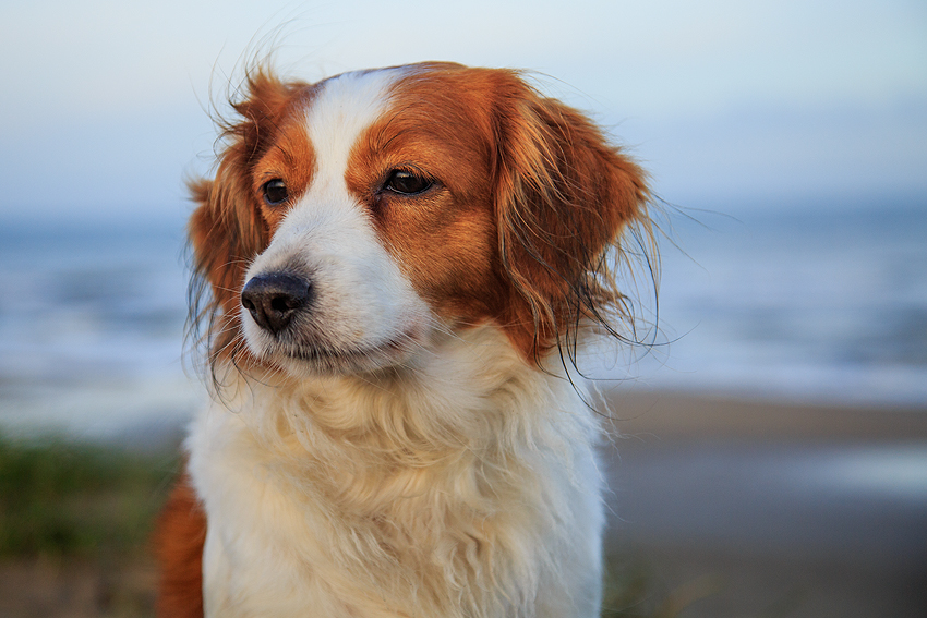 Urlaub mit Hund in Dänemark - November 2018