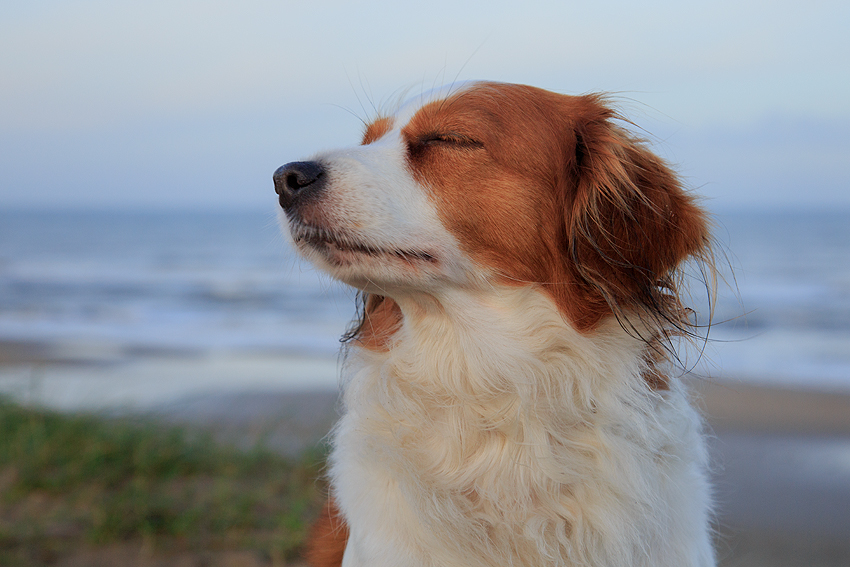 Urlaub mit Hund in Dänemark - November 2018