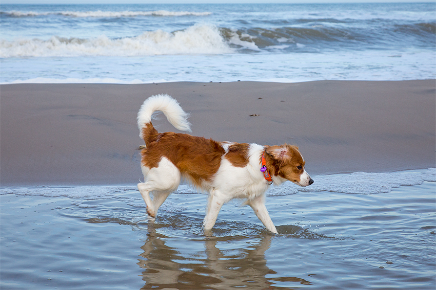 Urlaub mit Hund in Dänemark