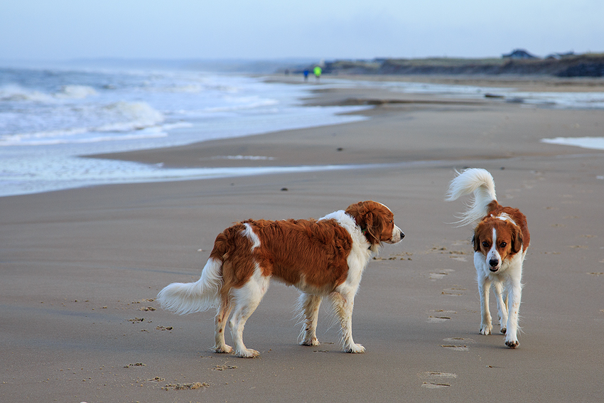 Urlaub mit Hund in Dänemark - Skallerup 2018