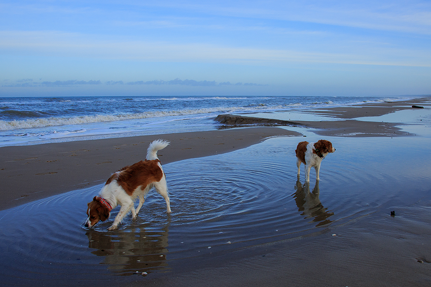 Urlaub mit Hund in Dänemark - Skallerup 2018