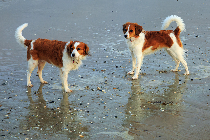 Urlaub mit Hund in Dänemark