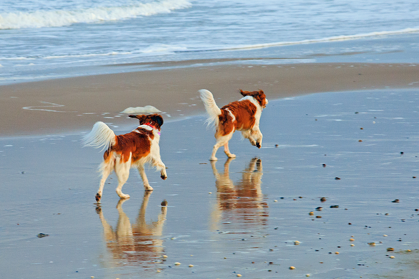 Urlaub mit Hund in Dänemark