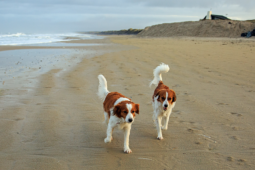Urlaub mit Hund in Dänemark