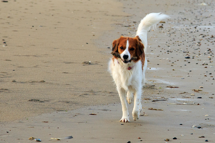 Urlaub mit Hund in Dänemark
