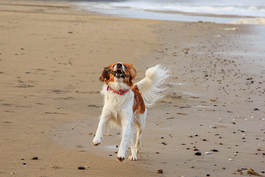 Urlaub mit Hund in Dänemark