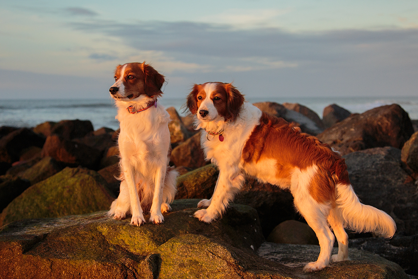 Urlaub mit Hund in Dänemark - November 2018