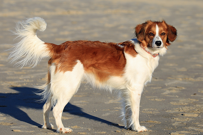 Urlaub mit Hund in Dänemark - November 2018