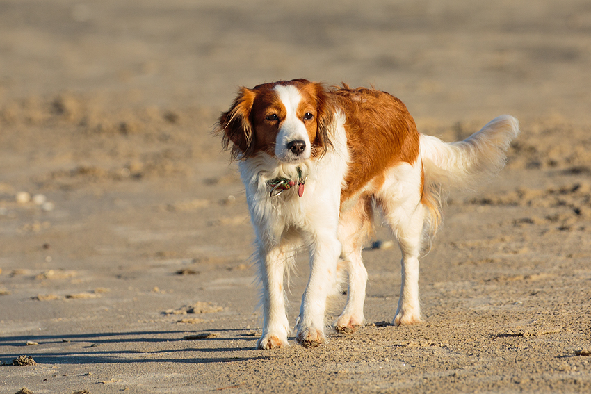 Urlaub mit Hund in Dänemark - November 2018