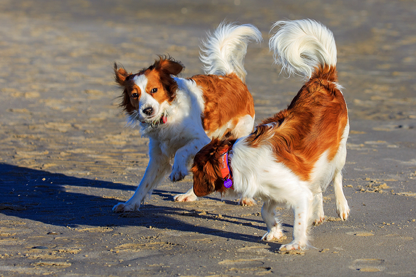 Urlaub mit Hund in Dänemark - November 2018