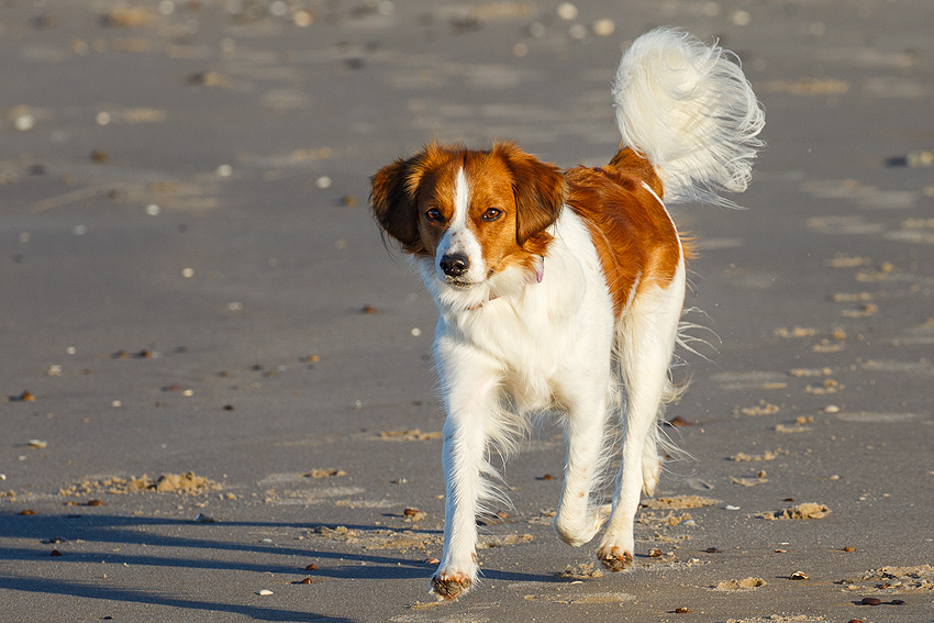 Urlaub mit Hund in Dänemark - November 2018