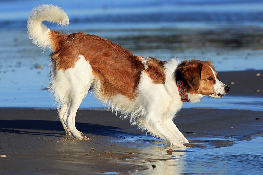 Urlaub mit Hund in Dänemark - November 2018
