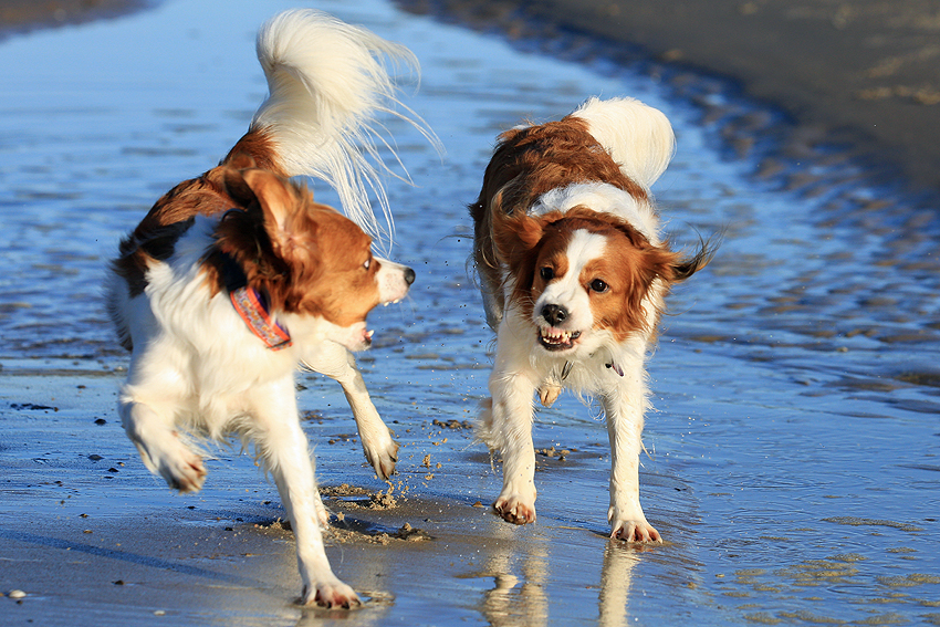 Urlaub mit Hund in Dänemark - November 2018