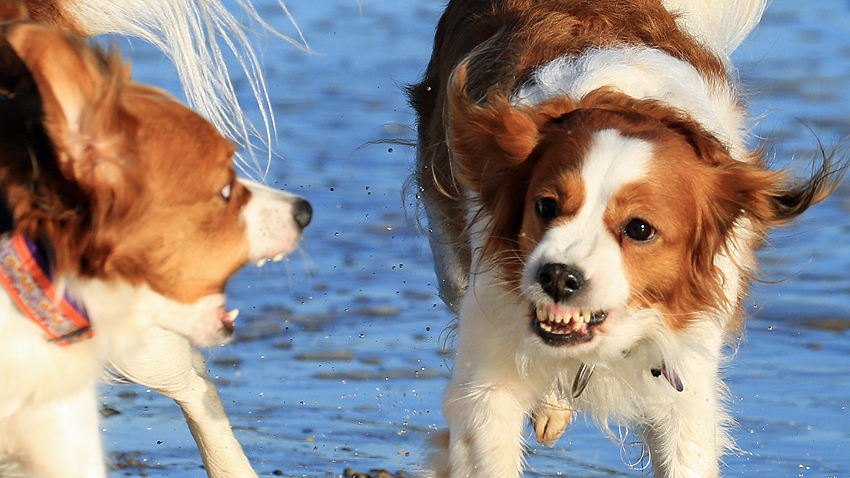Urlaub mit Hund in Dänemark