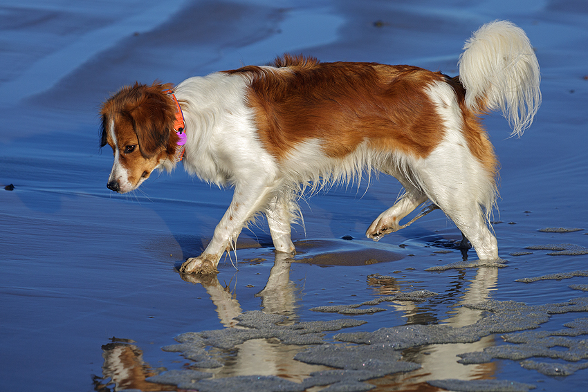Urlaub mit Hund in Dänemark - Skallerup 2018