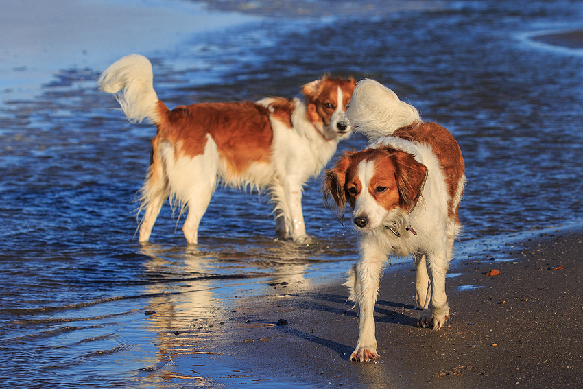 Urlaub mit Hund in Dänemark - Skallerup 2018