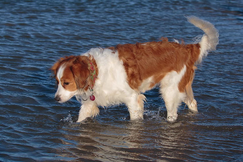 Urlaub mit Hund in Dänemark - Skallerup 2018