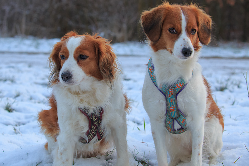 Kooikerhondje aus Langenhorn
