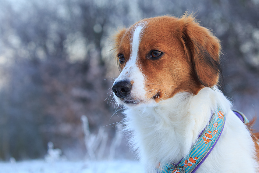 Kooikerhondje aus Langenhorn